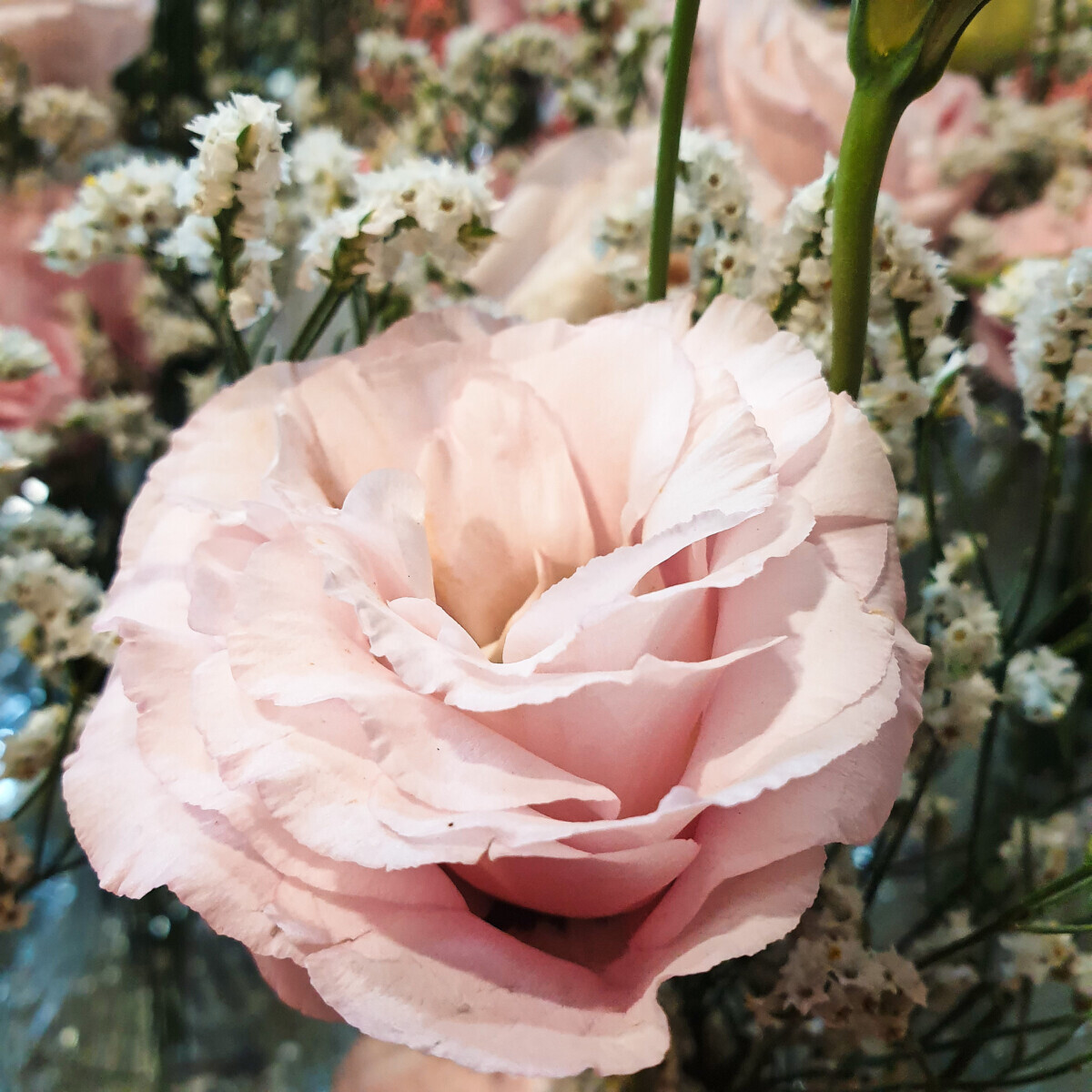 Bouquet Pink Lisianth Limonium