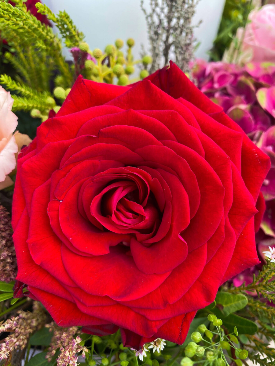 Κόκκινα Τριαντάφυλλα το Λουλούδι των Ερωτευμένων