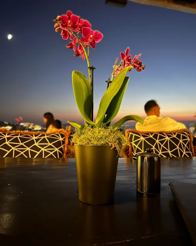 Inspired by the serene beauty of Mykonos, the Neda Decorations team crafted unique setups that blend seamlessly with the Cycladic island’s charm — bringing fresh energy through thoughtful design, native greenery, and vibrant seasonal blooms! 🌺☀️🌿🌱
#NedaDecorations #Mykonos #mykonoslife #summer2025 #aesthetic #floraldesigns #decoration #summeringreece